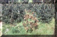 sd01.jpg courtesy of the Forestry Commission > Simply click to enlarge... then use the [Back] button to return