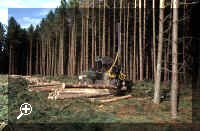 sd13.jpg courtesy of the Forestry Commission > Simply click to enlarge... then use the [Back] button to return