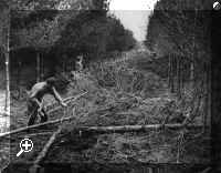 thinning1949.jpg (246783 bytes) > Simply click to enlarge... then use the [Back] button to return